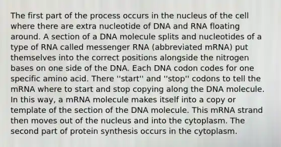 The first part of the process occurs in the nucleus of the cell where there are extra nucleotide of DNA and RNA floating around. A section of a DNA molecule splits and nucleotides of a type of RNA called messenger RNA (abbreviated mRNA) put themselves into the correct positions alongside the nitrogen bases on one side of the DNA. Each DNA codon codes for one specific amino acid. There ''start'' and ''stop'' codons to tell the mRNA where to start and stop copying along the DNA molecule. In this way, a mRNA molecule makes itself into a copy or template of the section of the DNA molecule. This mRNA strand then moves out of the nucleus and into the cytoplasm. The second part of protein synthesis occurs in the cytoplasm.