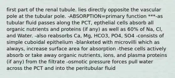 first part of the renal tubule. lies directly opposite the vascular pole at the tubular pole. -ABSORPTION=primary function ***-as tubular fluid passes along the PCT, epthelial cells absorb all organic nutrients and proteins (if any) as well as 60% of Na, Cl, and Water. -also reabsorbs Ca, Mg, HCO3, PO4, SO4 -consists of simple cuboidal epithelium -blanketed with microvilli which as always, increase surface area for absorption -these cells actively absorb or take away organic nutrients, ions, and plasma proteins (if any) from the filtrate -osmotic pressure forces pull water across the PCT and into the peritubular fluid