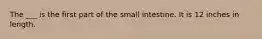 The ___ is the first part of the small intestine. It is 12 inches in length.