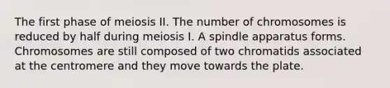 The first phase of meiosis II. The number of chromosomes is reduced by half during meiosis I. A spindle apparatus forms. Chromosomes are still composed of two chromatids associated at the centromere and they move towards the plate.