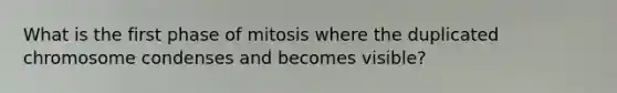 What is the first phase of mitosis where the duplicated chromosome condenses and becomes visible?