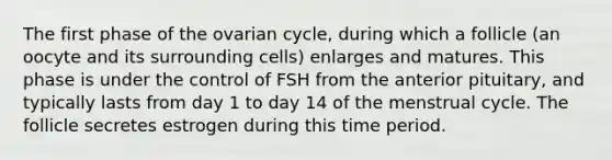 The first phase of the ovarian cycle, during which a follicle (an oocyte and its surrounding cells) enlarges and matures. This phase is under the control of FSH from the anterior pituitary, and typically lasts from day 1 to day 14 of the menstrual cycle. The follicle secretes estrogen during this time period.