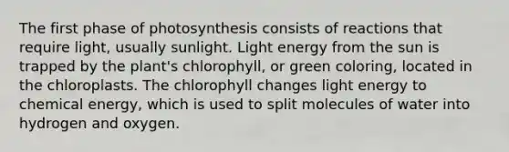 The first phase of photosynthesis consists of reactions that require light, usually sunlight. Light energy from the sun is trapped by the plant's chlorophyll, or green coloring, located in the chloroplasts. The chlorophyll changes light energy to chemical energy, which is used to split molecules of water into hydrogen and oxygen.