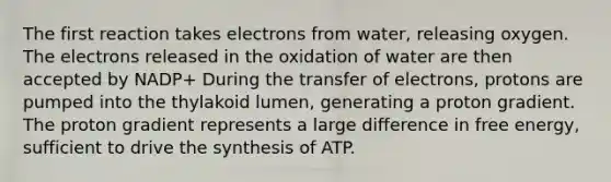 The first reaction takes electrons from water, releasing oxygen. The electrons released in the oxidation of water are then accepted by NADP+ During the transfer of electrons, protons are pumped into the thylakoid lumen, generating a proton gradient. The proton gradient represents a large difference in free energy, sufficient to drive the synthesis of ATP.