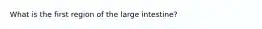 What is the first region of the large intestine?