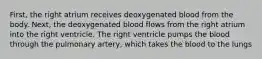 First, the right atrium receives deoxygenated blood from the body. Next, the deoxygenated blood flows from the right atrium into the right ventricle. The right ventricle pumps the blood through the pulmonary artery, which takes the blood to the lungs