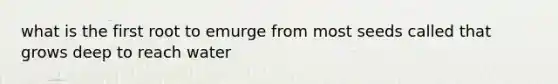 what is the first root to emurge from most seeds called that grows deep to reach water