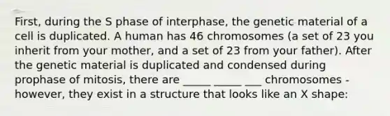 First, during the S phase of interphase, the genetic material of a cell is duplicated. A human has 46 chromosomes (a set of 23 you inherit from your mother, and a set of 23 from your father). After the genetic material is duplicated and condensed during prophase of mitosis, there are _____ _____ ___ chromosomes - however, they exist in a structure that looks like an X shape: