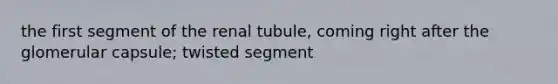 the first segment of the renal tubule, coming right after the glomerular capsule; twisted segment