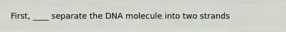 First, ____ separate the DNA molecule into two strands