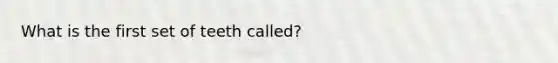 What is the first set of teeth called?