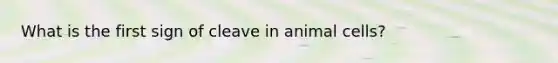 What is the first sign of cleave in animal cells?