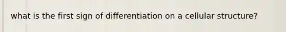 what is the first sign of differentiation on a cellular structure?