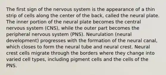 The first sign of the nervous system is the appearance of a thin strip of cells along the center of the back, called the neural plate. The inner portion of the neural plate becomes the central nervous system (CNS), while the outer part becomes the peripheral nervous system (PNS). Neurulation (neural development) progresses with the formation of the neural canal, which closes to form the neural tube and neural crest. Neural crest cells migrate through the borders where they change into varied cell types, including pigment cells and the cells of the PNS.