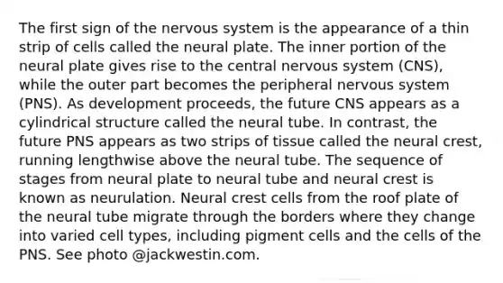 The first sign of the nervous system is the appearance of a thin strip of cells called the neural plate. The inner portion of the neural plate gives rise to the central nervous system (CNS), while the outer part becomes the peripheral nervous system (PNS). As development proceeds, the future CNS appears as a cylindrical structure called the neural tube. In contrast, the future PNS appears as two strips of tissue called the neural crest, running lengthwise above the neural tube. The sequence of stages from neural plate to neural tube and neural crest is known as neurulation. Neural crest cells from the roof plate of the neural tube migrate through the borders where they change into varied cell types, including pigment cells and the cells of the PNS. See photo @jackwestin.com.