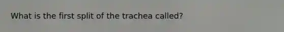 What is the first split of the trachea called?