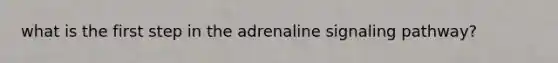 what is the first step in the adrenaline signaling pathway?