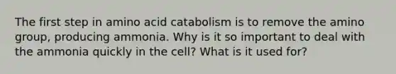 The first step in amino acid catabolism is to remove the amino group, producing ammonia. Why is it so important to deal with the ammonia quickly in the cell? What is it used for?