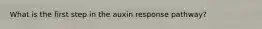 What is the first step in the auxin response pathway?