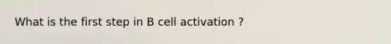 What is the first step in B cell activation ?