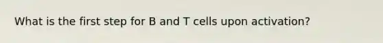 What is the first step for B and T cells upon activation?