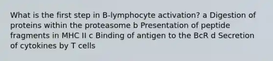 What is the first step in B-lymphocyte activation? a Digestion of proteins within the proteasome b Presentation of peptide fragments in MHC II c Binding of antigen to the BcR d Secretion of cytokines by T cells