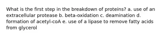 What is the first step in the breakdown of proteins? a. use of an extracellular protease b. beta-oxidation c. deamination d. formation of acetyl-coA e. use of a lipase to remove fatty acids from glycerol