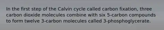 In the first step of the Calvin cycle called carbon fixation, three carbon dioxide molecules combine with six 5-carbon compounds to form twelve 3-carbon molecules called 3-phosphoglycerate.