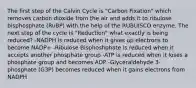 The first step of the Calvin Cycle is "Carbon Fixation" which removes carbon dioxide from the air and adds it to ribulose bisphosphate (RuBP) with the help of the RUBUISCO enzyme. The next step of the cycle is "Reduction" what exactly is being reduced? -NADPH is reduced when it gives up electrons to become NADP+ -Ribulose Bisphoshphate is reduced when it accepts another phosphate group -ATP is reduced when it loses a phosphate group and becomes ADP -Glyceraldehyde 3-phosphate (G3P) becomes reduced when it gains electrons from NADPH