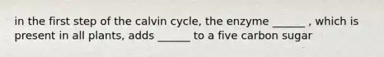 in the first step of the calvin cycle, the enzyme ______ , which is present in all plants, adds ______ to a five carbon sugar