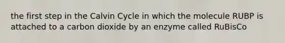 the first step in the Calvin Cycle in which the molecule RUBP is attached to a carbon dioxide by an enzyme called RuBisCo