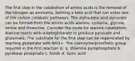 The first step in the catabolism of amino acids is the removal of the nitrogen as ammonia, forming a keto acid that can enter one of the carbon catabolic pathways. The alpha-keto acid pyruvate can be formed from the amino acids alanine, cysteine, glycine, serine and threonine. Consider the route for alanine catabolism. Alanine reacts with a-ketoglutarate to produce pyruvate and glutamate. The substrate for the first step can be regenerated by reacting glutamate with NAD+. The coenzyme/prosthetic group required in the first reaction is: a. thiamine pyrophosphate b. pyridoxal phosphate c. biotin d. lipoic acid