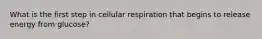 What is the first step in cellular respiration that begins to release energy from glucose?