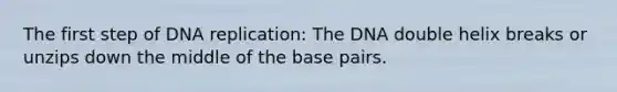 The first step of DNA replication: The DNA double helix breaks or unzips down the middle of the base pairs.