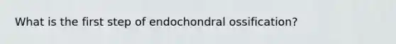 What is the first step of endochondral ossification?