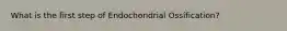 What is the first step of Endochondrial Ossification?