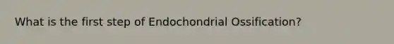 What is the first step of Endochondrial Ossification?