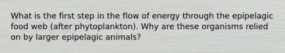 What is the first step in the flow of energy through the epipelagic food web (after phytoplankton). Why are these organisms relied on by larger epipelagic animals?