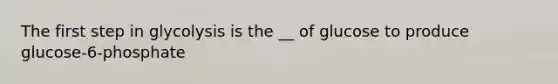 The first step in glycolysis is the __ of glucose to produce glucose-6-phosphate