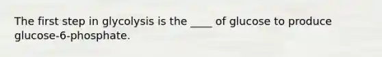 The first step in glycolysis is the ____ of glucose to produce glucose-6-phosphate.