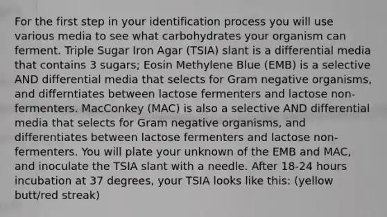 For the first step in your identification process you will use various media to see what carbohydrates your organism can ferment. Triple Sugar Iron Agar (TSIA) slant is a differential media that contains 3 sugars; Eosin Methylene Blue (EMB) is a selective AND differential media that selects for Gram negative organisms, and differntiates between lactose fermenters and lactose non-fermenters. MacConkey (MAC) is also a selective AND differential media that selects for Gram negative organisms, and differentiates between lactose fermenters and lactose non-fermenters. You will plate your unknown of the EMB and MAC, and inoculate the TSIA slant with a needle. After 18-24 hours incubation at 37 degrees, your TSIA looks like this: (yellow butt/red streak)