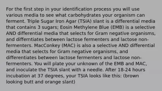 For the first step in your identification process you will use various media to see what carbohydrates your organism can ferment. Triple Sugar Iron Agar (TSIA) slant is a differential media that contains 3 sugars; Eosin Methylene Blue (EMB) is a selective AND differential media that selects for Gram negative organisms, and differntiates between lactose fermenters and lactose non-fermenters. MacConkey (MAC) is also a selective AND differential media that selects for Gram negative organisms, and differentiates between lactose fermenters and lactose non-fermenters. You will plate your unknown of the EMB and MAC, and inoculate the TSIA slant with a needle. After 18-24 hours incubation at 37 degrees, your TSIA looks like this: (brown looking butt and orange slant)