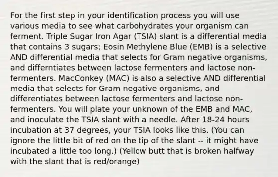 For the first step in your identification process you will use various media to see what carbohydrates your organism can ferment. Triple Sugar Iron Agar (TSIA) slant is a differential media that contains 3 sugars; Eosin Methylene Blue (EMB) is a selective AND differential media that selects for Gram negative organisms, and differntiates between lactose fermenters and lactose non-fermenters. MacConkey (MAC) is also a selective AND differential media that selects for Gram negative organisms, and differentiates between lactose fermenters and lactose non-fermenters. You will plate your unknown of the EMB and MAC, and inoculate the TSIA slant with a needle. After 18-24 hours incubation at 37 degrees, your TSIA looks like this. (You can ignore the little bit of red on the tip of the slant -- it might have incubated a little too long.) (Yellow butt that is broken halfway with the slant that is red/orange)