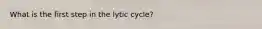 What is the first step in the lytic cycle?