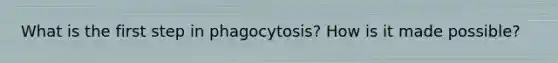 What is the first step in phagocytosis? How is it made possible?