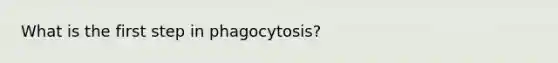 What is the first step in phagocytosis?