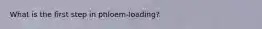 What is the first step in phloem-loading?