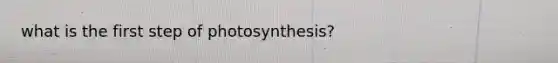 what is the first step of photosynthesis?