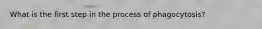 What is the first step in the process of phagocytosis?