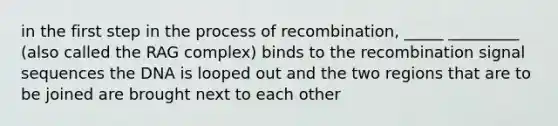 in the first step in the process of recombination, _____ _________ (also called the RAG complex) binds to the recombination signal sequences the DNA is looped out and the two regions that are to be joined are brought next to each other